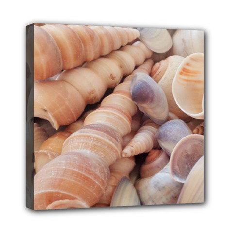 Sea Shells Mini Canvas 8  X 8  (framed) by yoursparklingshop