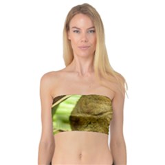 Tarsier Women s Bandeau Tops by trendistuff