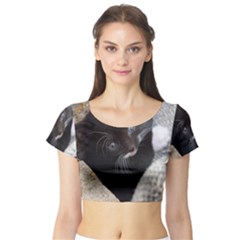 Pretty Blue-eyed Kitty Short Sleeve Crop Top by trendistuff