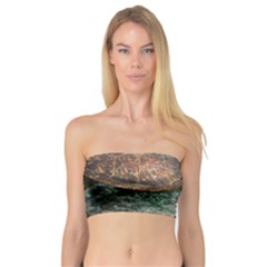 Sea Turtle 3 Bandeau Top by trendistuff
