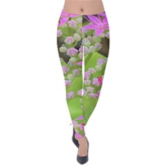 Hot Pink Succulent Sedum With Fleshy Green Leaves Velvet Leggings by myrubiogarden