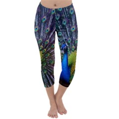 Peacock Colors Bird Colorful Capri Winter Leggings  by Vaneshart