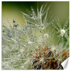 Dandelion Canvas 20  X 20  (unframed) by Siebenhuehner
