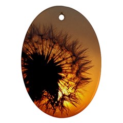 Dandelion Oval Ornament by Siebenhuehner