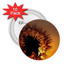 Dandelion 2 25  Button (10 Pack) by Siebenhuehner