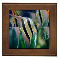 Angelfish 1 Framed Tiles by trendistuff