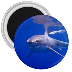 Great White Shark 4 3  Magnets by trendistuff