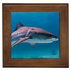 Tiger Shark 1 Framed Tiles by trendistuff