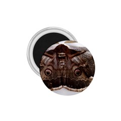 Night Butterfly Butterfly Giant 1 75  Magnets by Sapixe