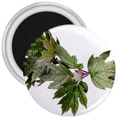Leaves Plant Branch Nature Foliage 3  Magnets by Sapixe