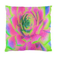 Lime Green And Pink Succulent Sedum Rosette Standard Cushion Case (one Side) by myrubiogarden