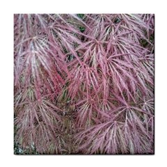 Fineleaf Japanese Maple In April Tile Coasters by Riverwoman