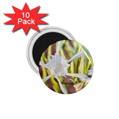 Stars On The Sand 1 75  Magnets (10 Pack)  by DimitriosArt