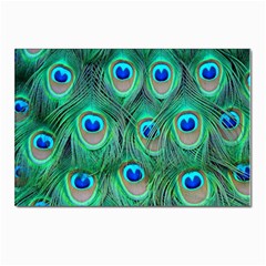 Peacock Feathers, Bonito, Bird, Blue, Colorful, Feathers Postcards 5  X 7  (pkg Of 10) by nateshop