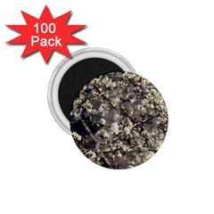 Pear Tree In Full Bloom 1 75  Magnets (100 Pack)  by ExtraAwesomeSauce